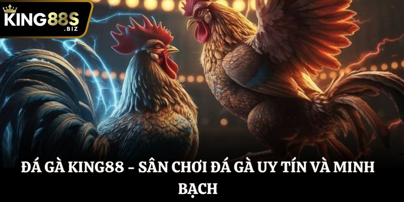 Đá Gà King88 - Sân chơi đá gà uy tín và minh bạch