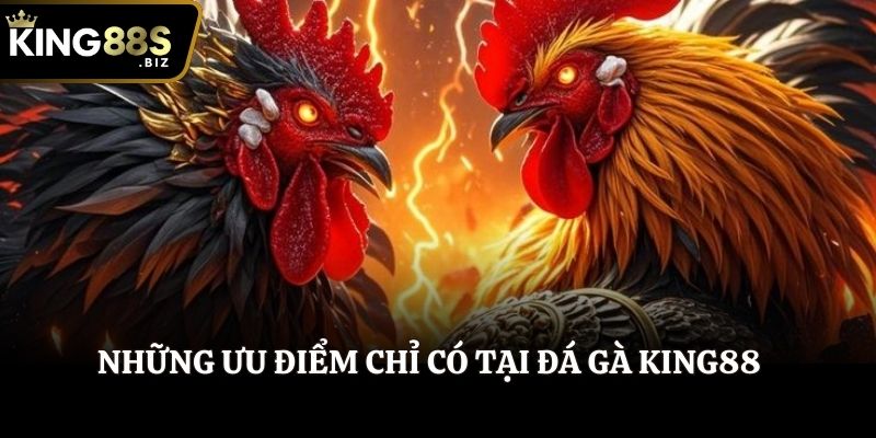 Những ưu điểm chỉ có tại Đá Gà King88